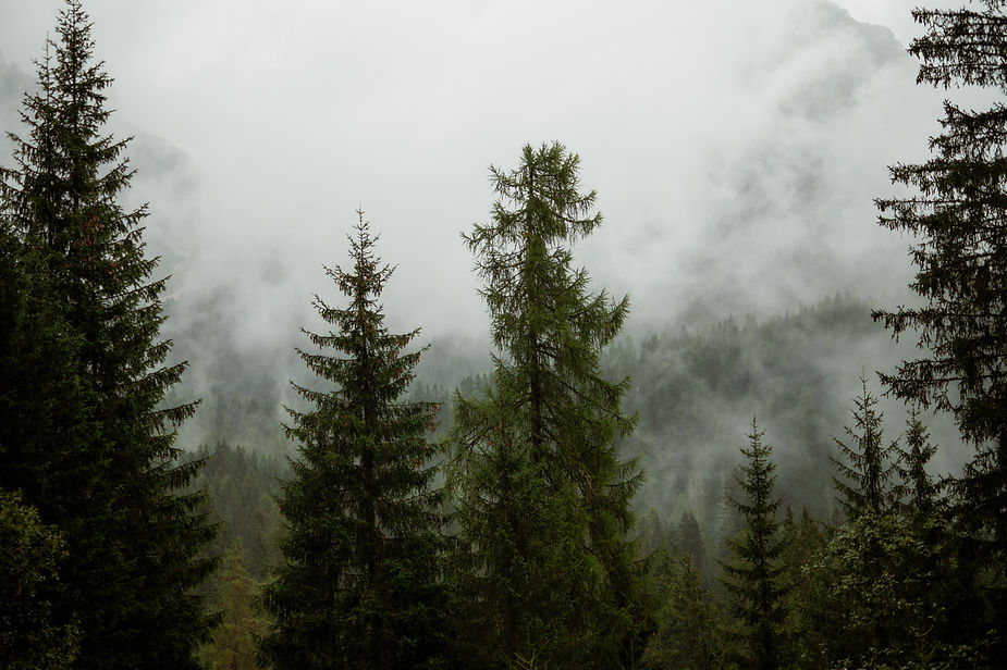 Tall pine trees in a misty forest, enveloped by fog. The green foliage contrasts with the soft, gray clouds.