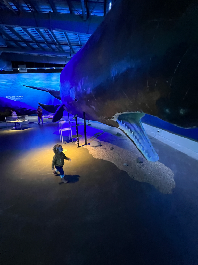 A child walks under a large whale model in an aquarium setting with blue lighting. The text "Fin Whale Theatre" is visible in the background.