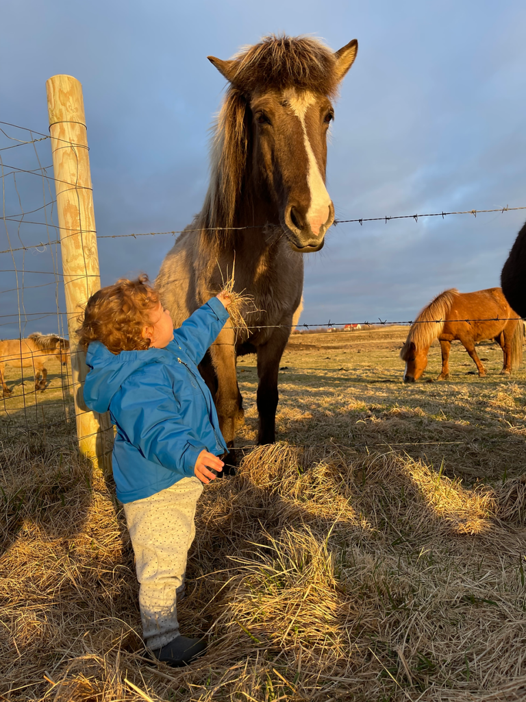 small child pets horse in iceland