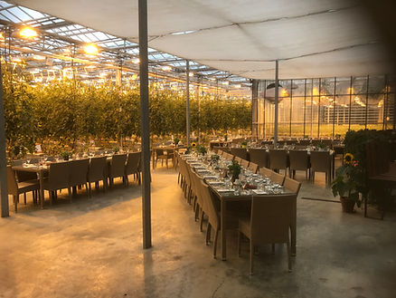 Elegant dining tables at iceland wedding venue set with glassware in a greenhouse. Warm lighting, lush green plants, and sunflowers.