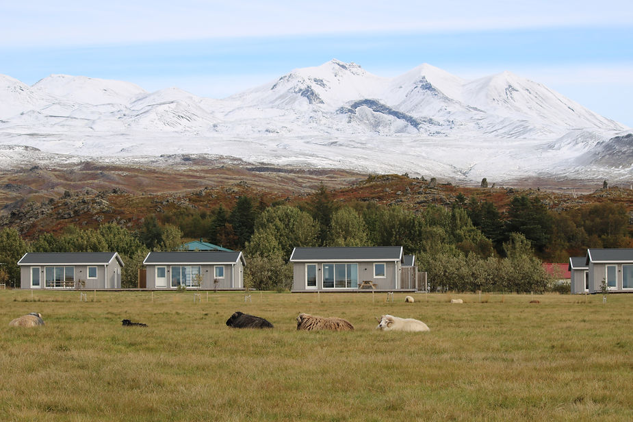Sheep rest on a grassy field before iceland wedding venue accomodation. Snowy mountains rise in the background under a clear blue sky. Peaceful setting.