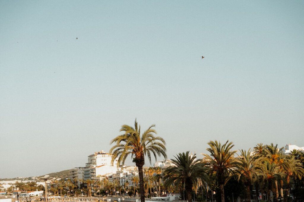 Palm trees line Barcelona under a clear blue sky. Buildings are visible in the background, and birds fly overhead, creating a serene view.