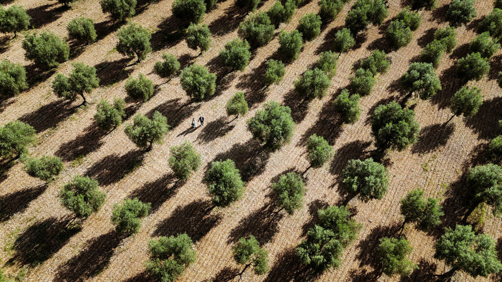 Aerial view of a bride and groom walking through an olive grove with rows of green trees casting shadows on the earthy ground, creating a serene pattern in Barcelona