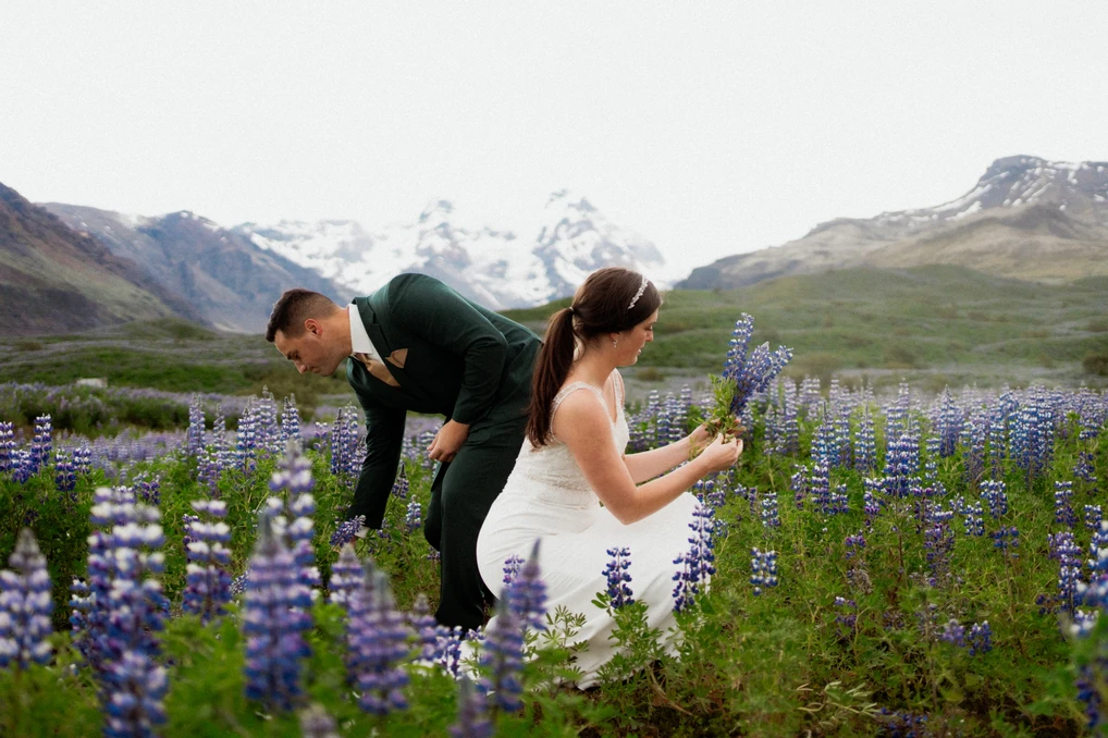 bride and groom in iceland lupin field picking flowers for their elopement bouquet