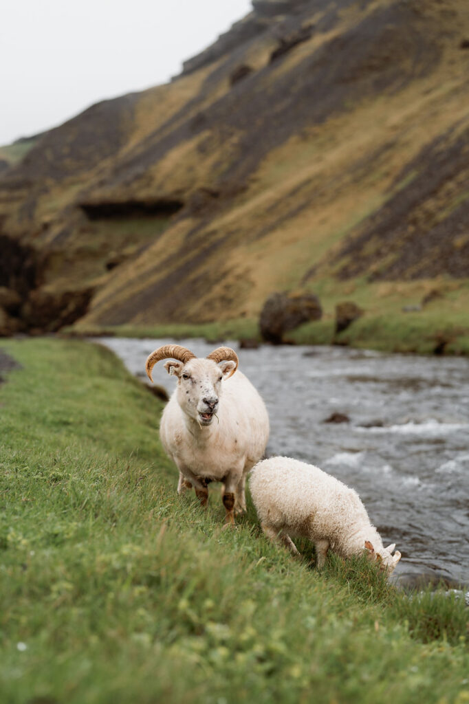 Sheep graze on grass near Iceland waterfall during family photo session.