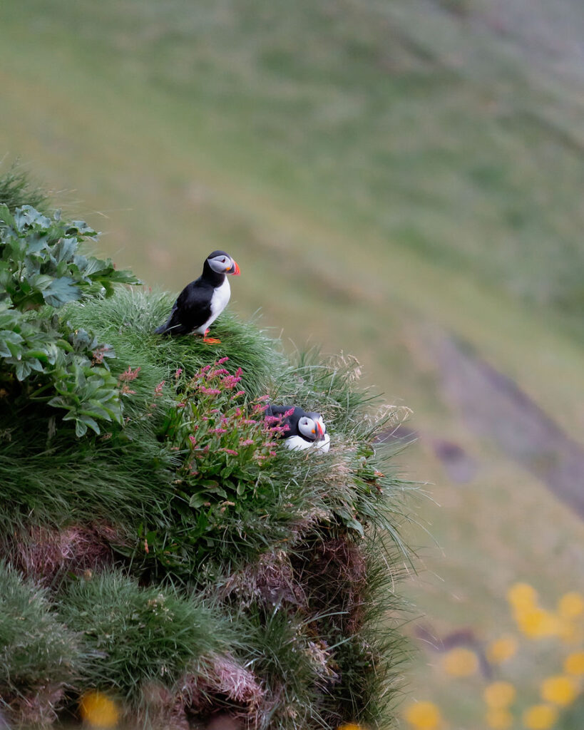 Iceland elopement photographer captures puffins on cliff edge during iceland wedding.