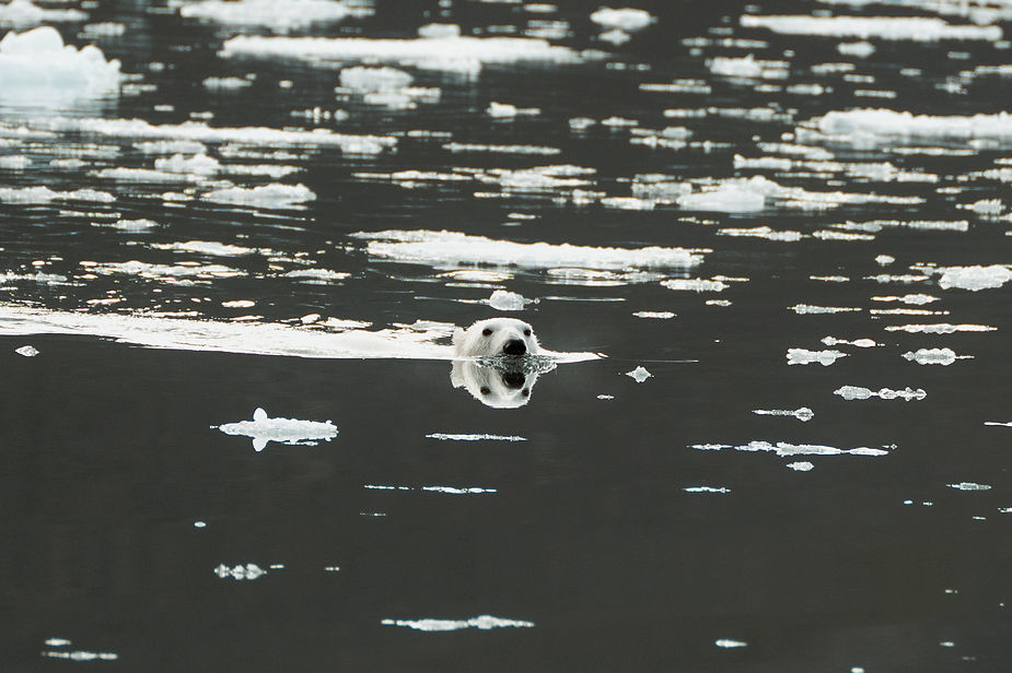 polar bear swims in greenland during adventure elopement.