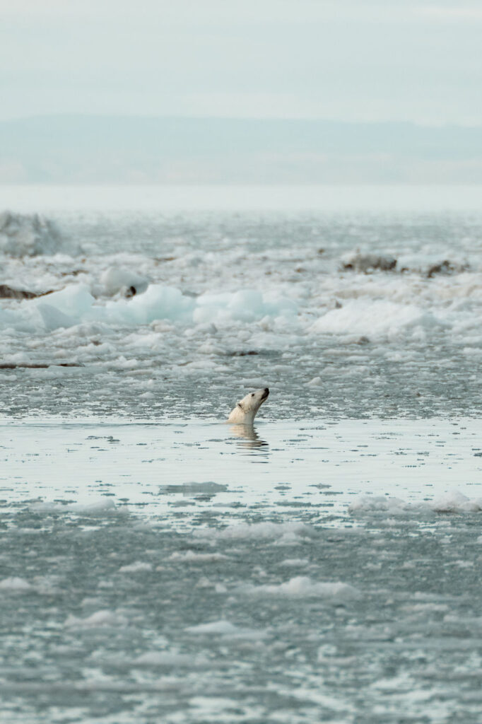 polar bear swims through sea in greenland during sailboat adventure.