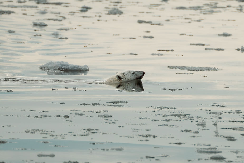 polar bear swims in greenland during adventure elopement.
