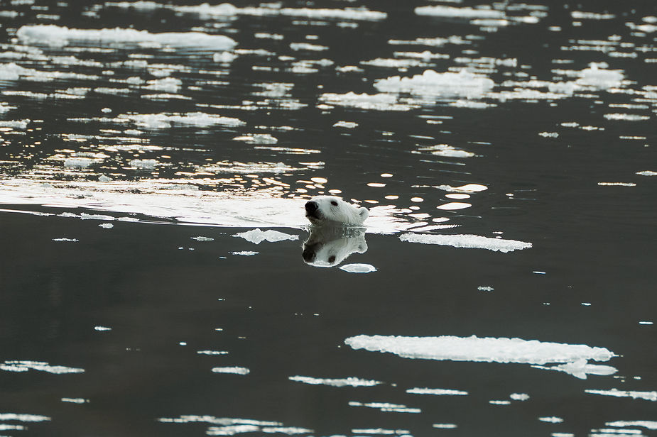 polar bear swims in greenland during adventure elopement.