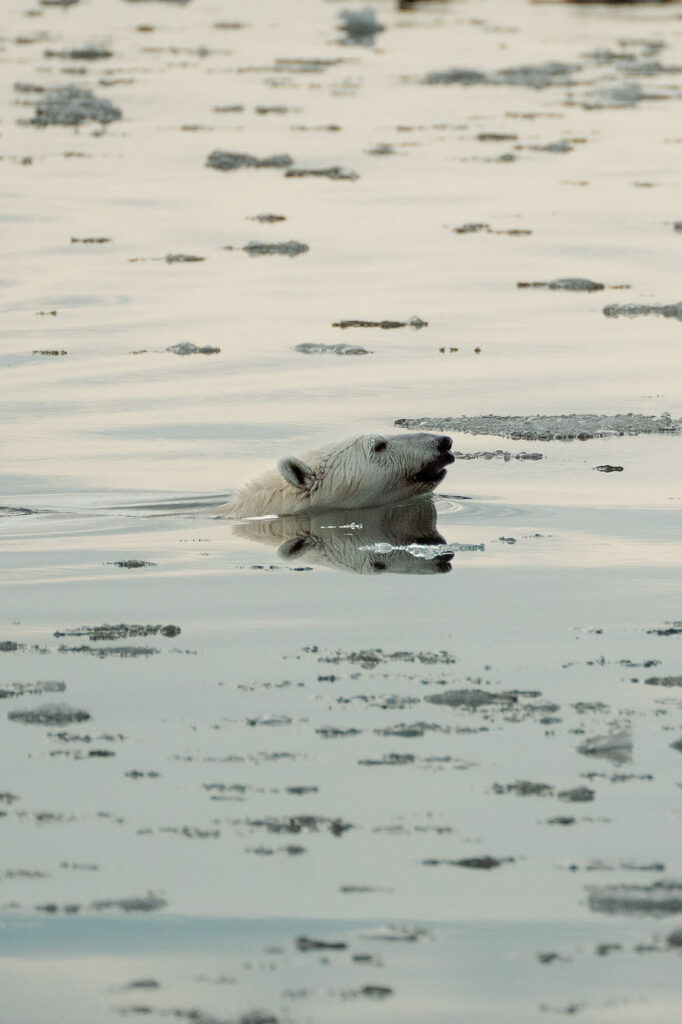 polar bear swims in greenland during adventure elopement.