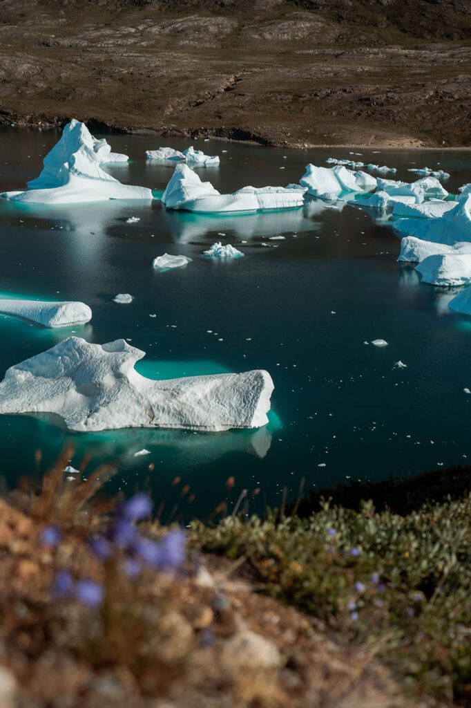 glaciers with purple flowers on the greenland coast during an adventure wedding.