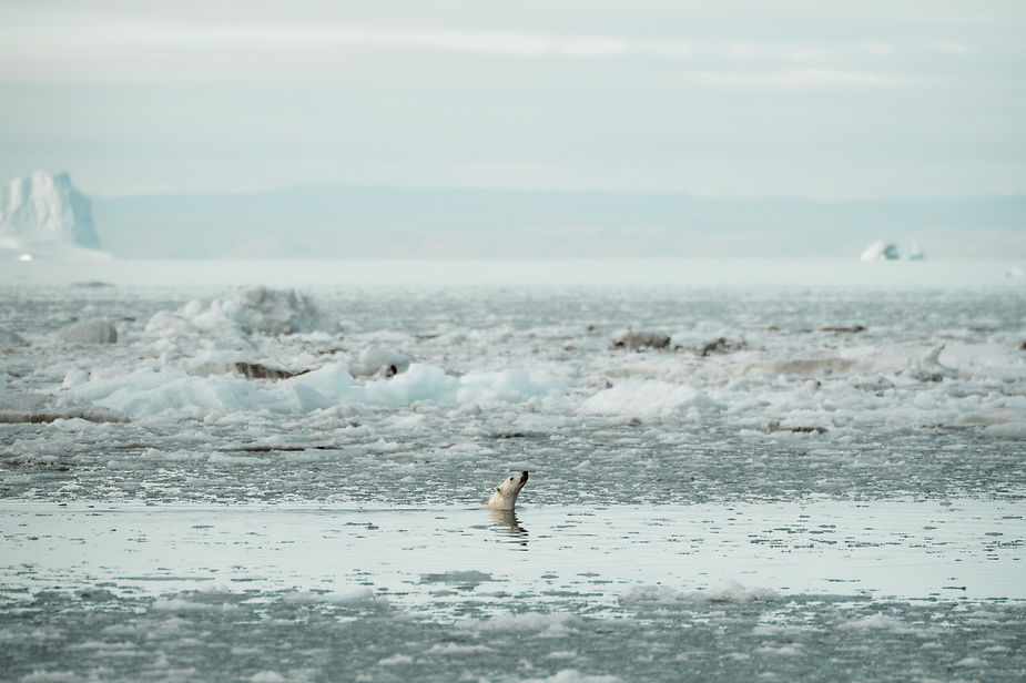 polar bear swims in greenland during adventure elopement.