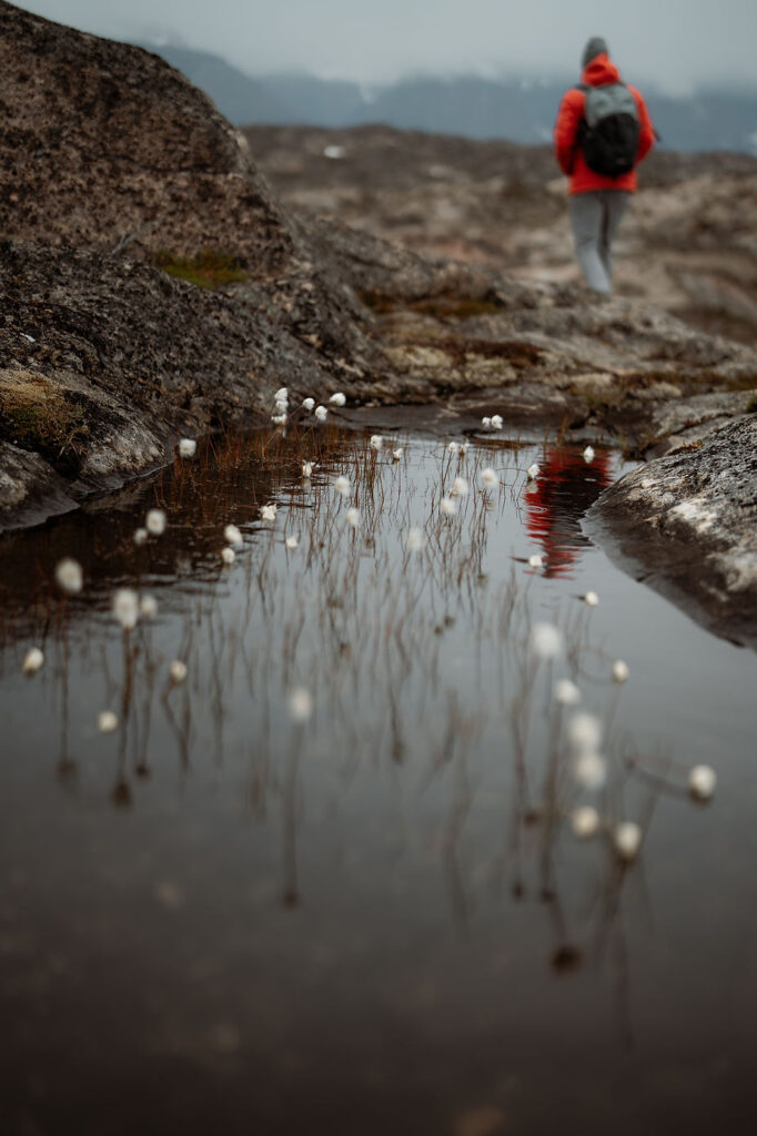 little flowers with hiker walking in the background, during greenland elopement adventure.