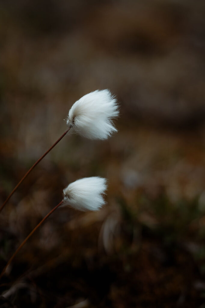 flowers blowing int he wind during adventure elopement in greenland.