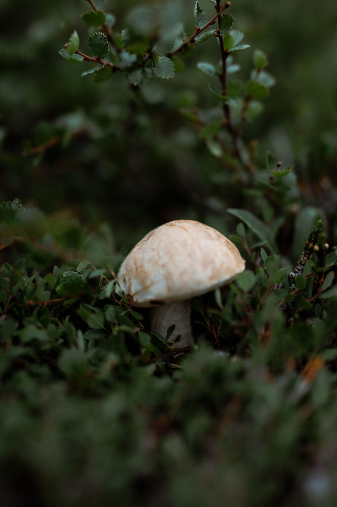 mushroom in greenland during destination wedding.