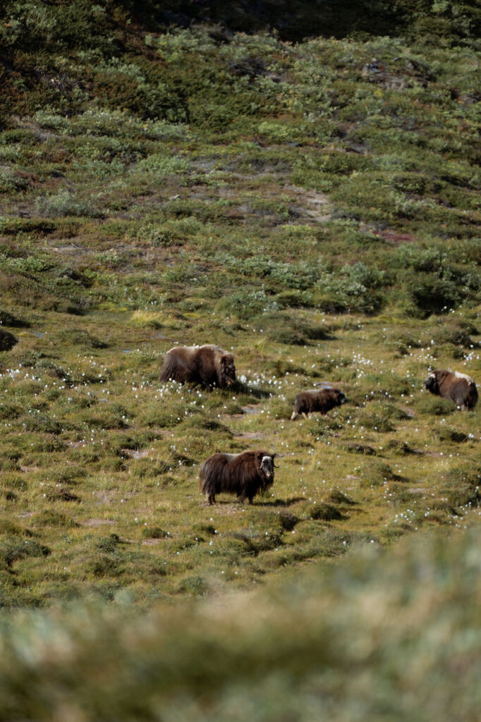 animals on the greenland coast during adventure elopement.