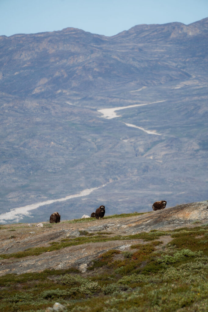 animals on the greenland coast during adventure elopement.