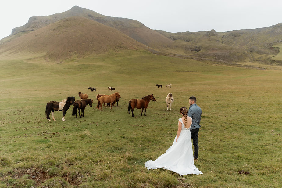 bride and groom stand in field with iceland ponies.
