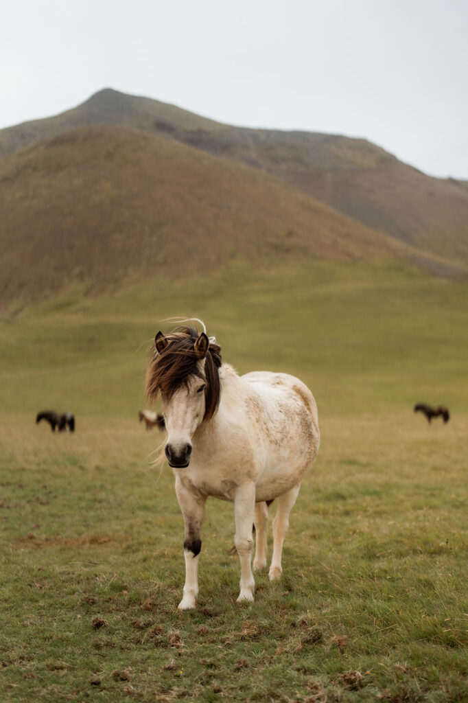 iceland horse in a green field.