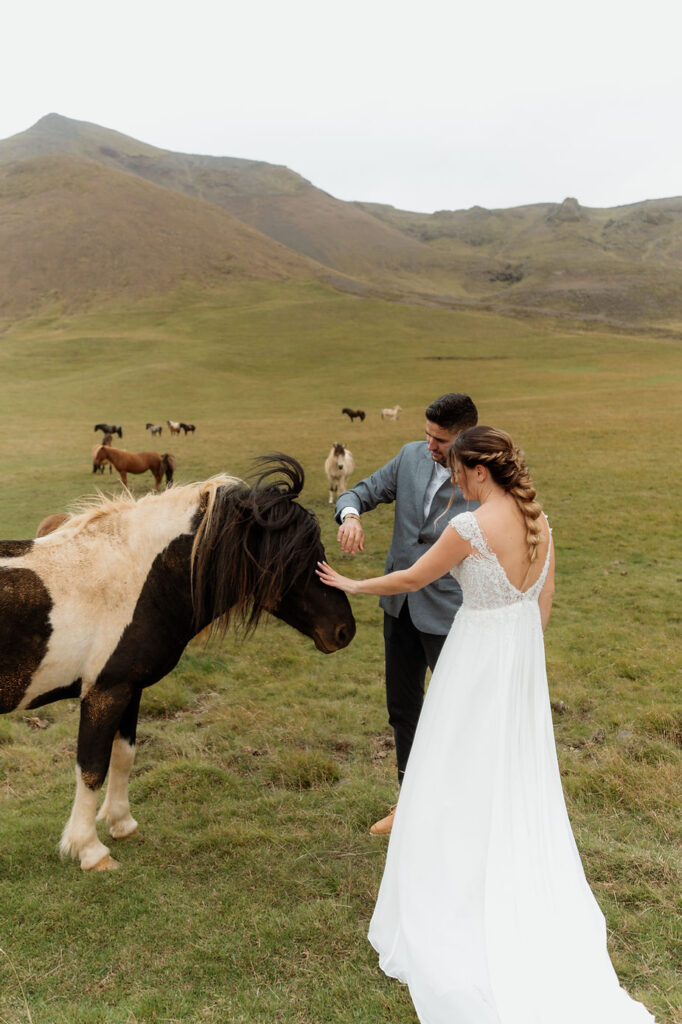 bride and groom pet horses in a field in iceland during elopement day.